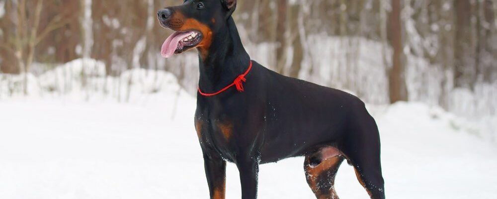 The Doberman Breed: Traits And Characteristics To Consider