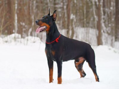 The Doberman Breed: Traits And Characteristics To Consider